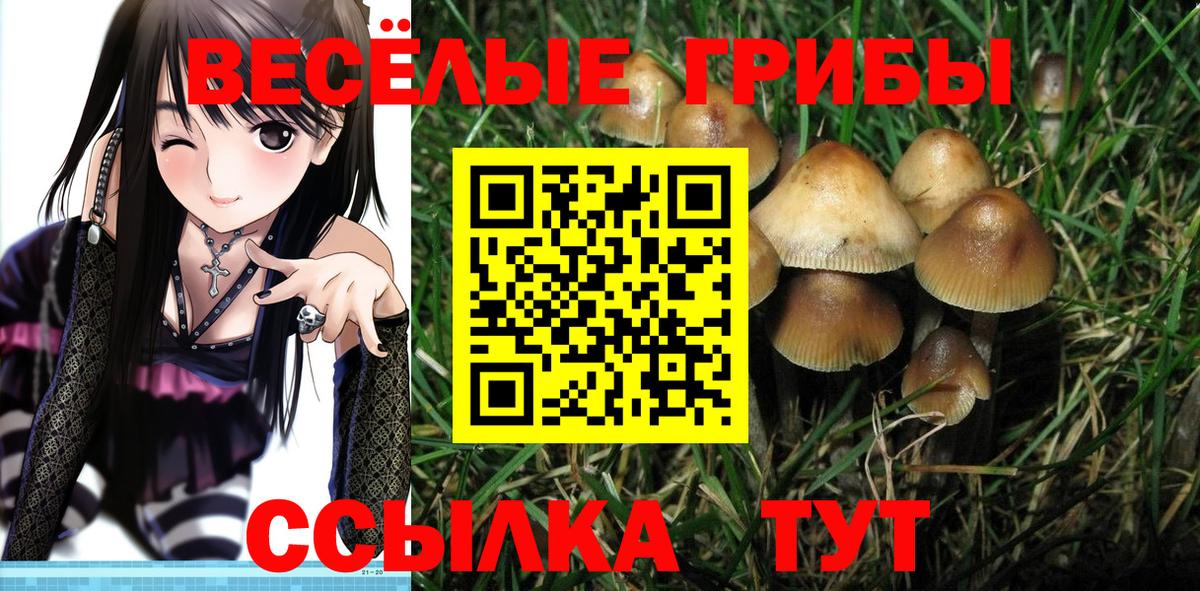 Галлюциногенные грибы Psilocybine cubensis Владивосток